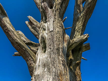 tree, plant, tree trunk, wood, animal, bird, fir, abies, reptile HD wallpaper