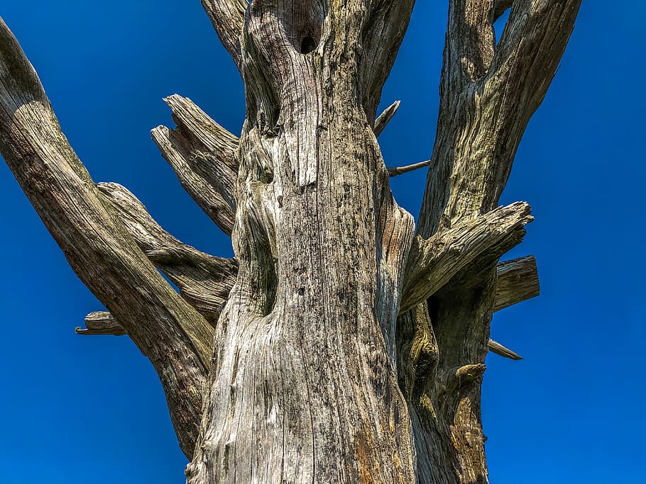 tree, plant, tree trunk, wood, animal, bird, fir, abies, reptile HD wallpaper