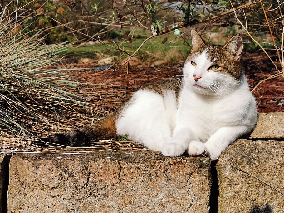 cat, wall, nature, relaxed, pets, domestic, domestic cat, domestic animals HD wallpaper