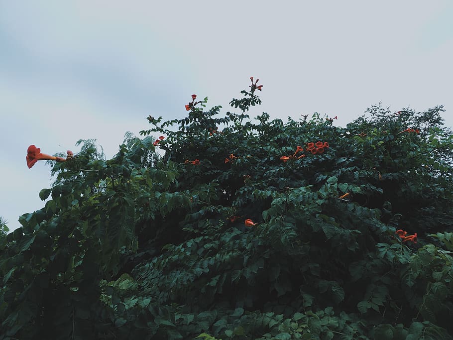 singapore, chinatown, plant, sky, growth, tree, low angle view HD wallpaper