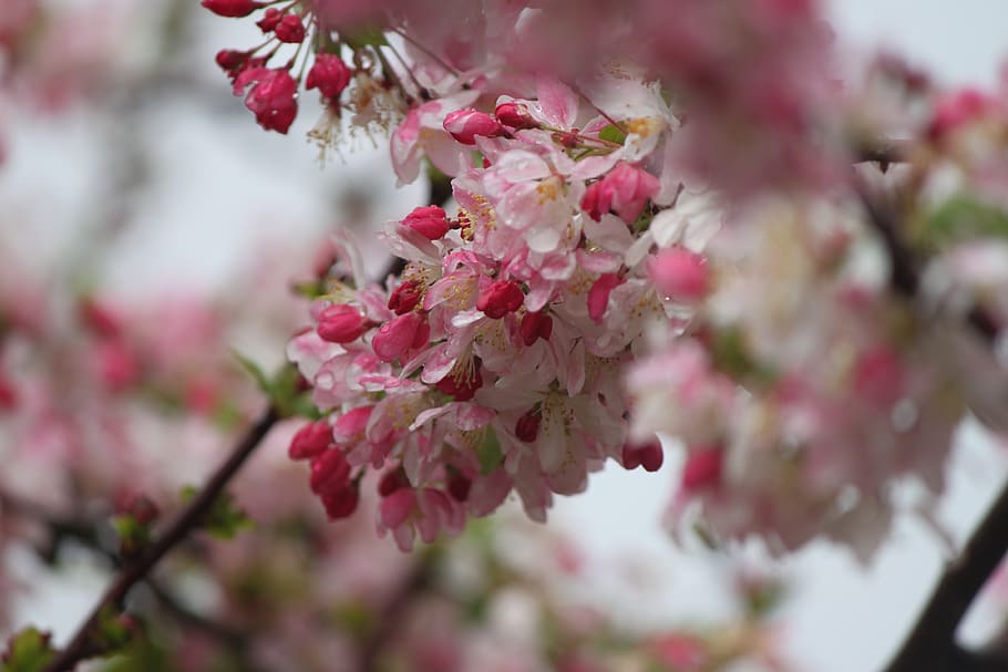 cherry, blossom, tree, branch, spring, flower, flowering plant HD wallpaper