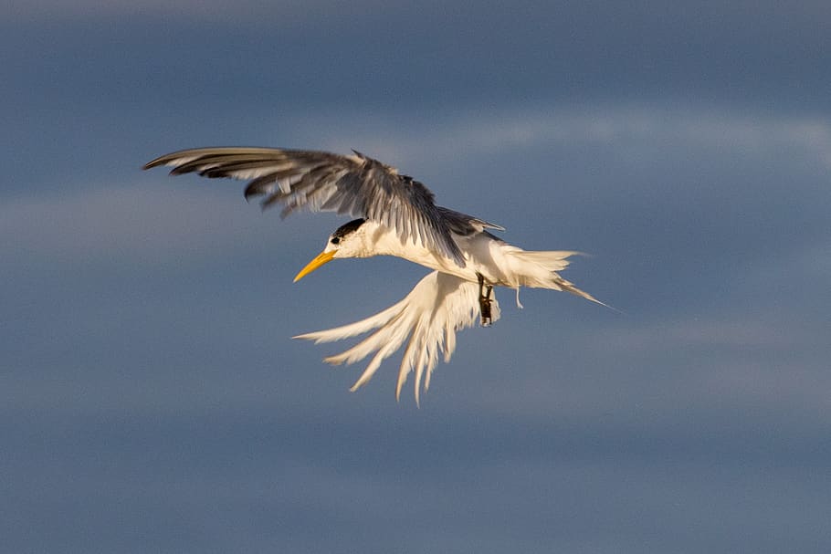 bird, nature, wildlife, flight, animal, feather, sky, fly, flying HD wallpaper