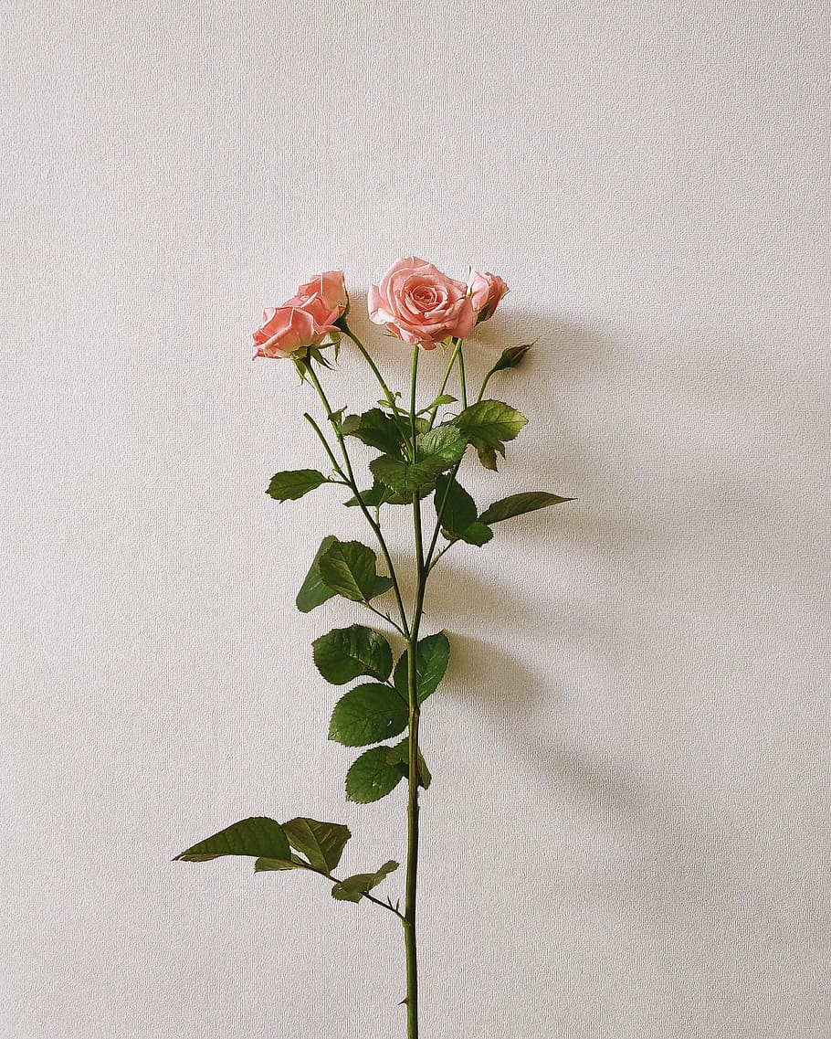 four pink rose flowers, plant, flowering plant, beauty in nature HD wallpaper