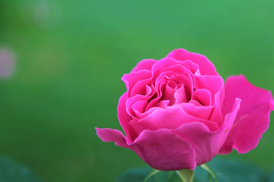 rose, gulpembe, flower, nature, plant, pink, leaves, garden HD wallpaper