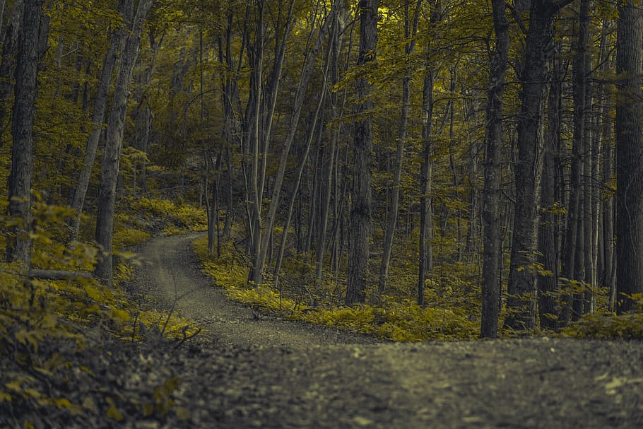 pathway surrounded with trees, forest, plant, land, tranquility HD wallpaper