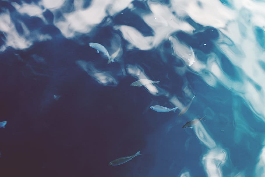 school of fish, pond, underwater, reflection, ripple, nature HD wallpaper