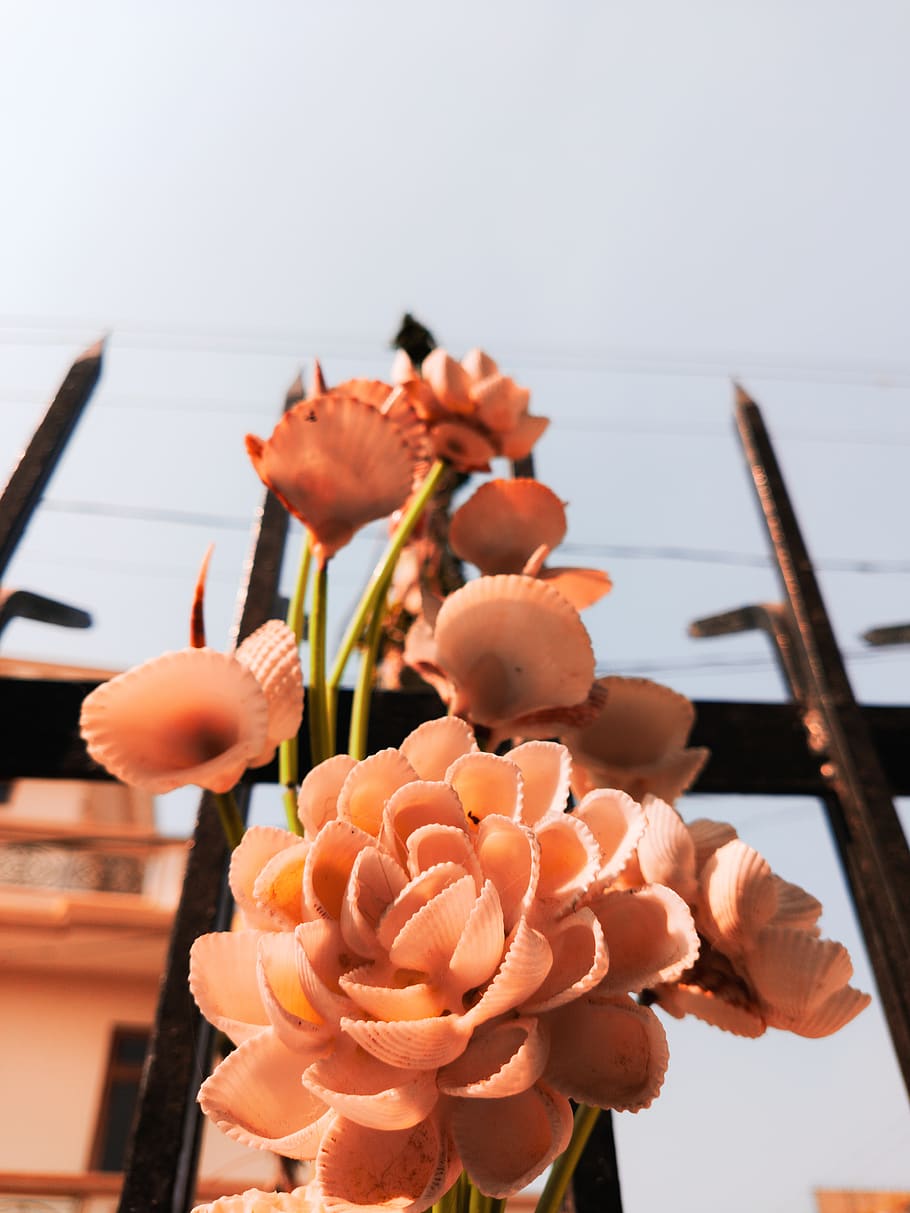 peach flowers, person, human, people, vase, flora, flower arrangement HD wallpaper