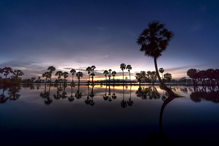 scenery, palm, tree, sunrise, background, sky, nature, full color HD wallpaper