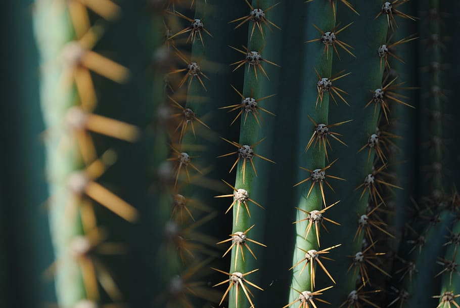 cactus, green, texture, plant, nature, thorny, spina, background HD wallpaper