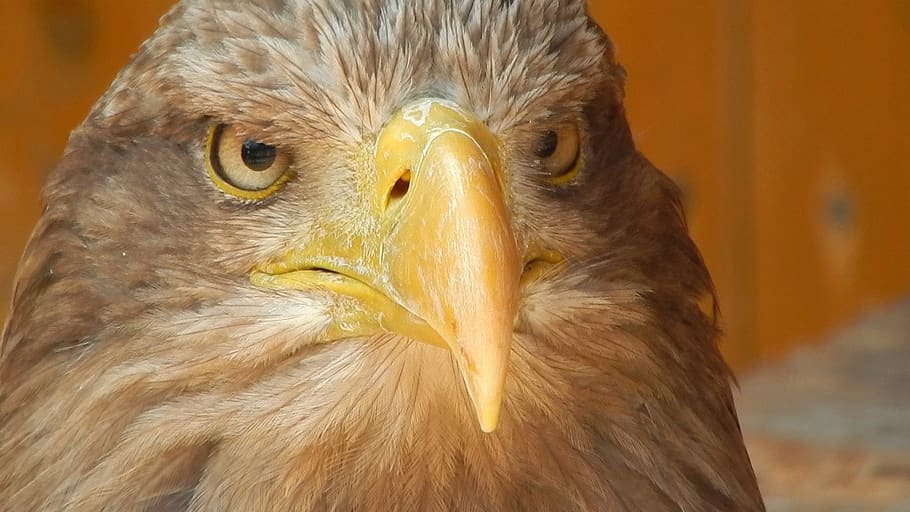 Brown Bald Eagle, animal, close-up, plumage, wildlife, bird, animal themes HD wallpaper