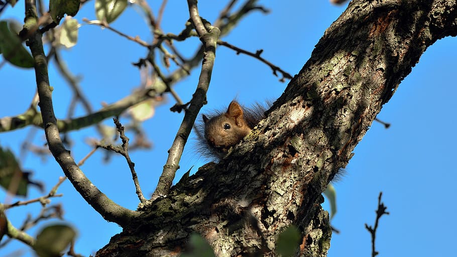 the squirrel, tree, hidden, wild, animals, forest, nature, mammal HD wallpaper