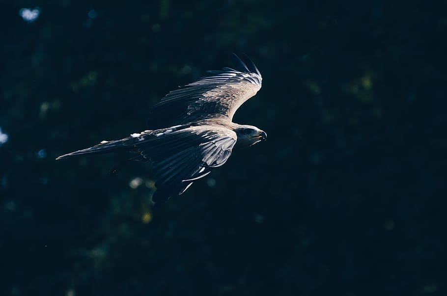 animal, bird, eagle, wildlife, outdoor, pet, bokeh, blur, forest HD wallpaper