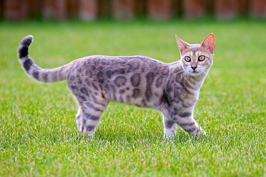 cat, looking, kitty, blue bengal, kitten, walking, portrait HD wallpaper