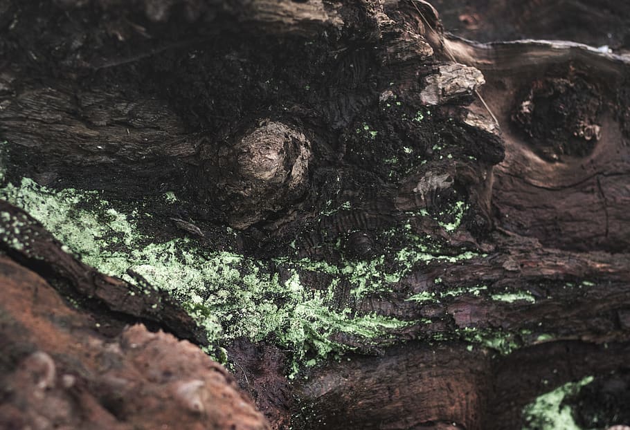 green molds on grey rock surface, nature, outdoors, vegetation HD wallpaper
