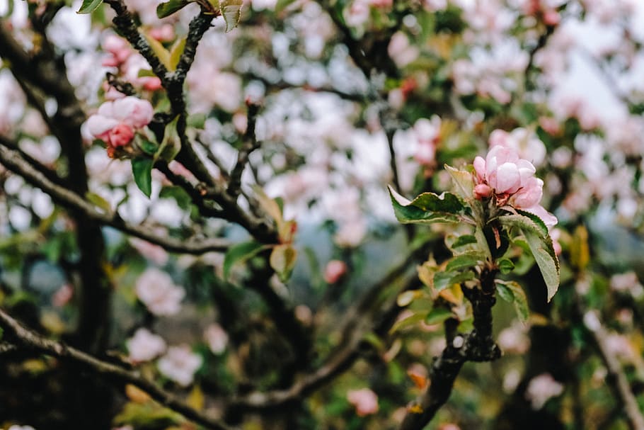 Blooming tree, apple, background, beautiful, beauty, blossom HD wallpaper