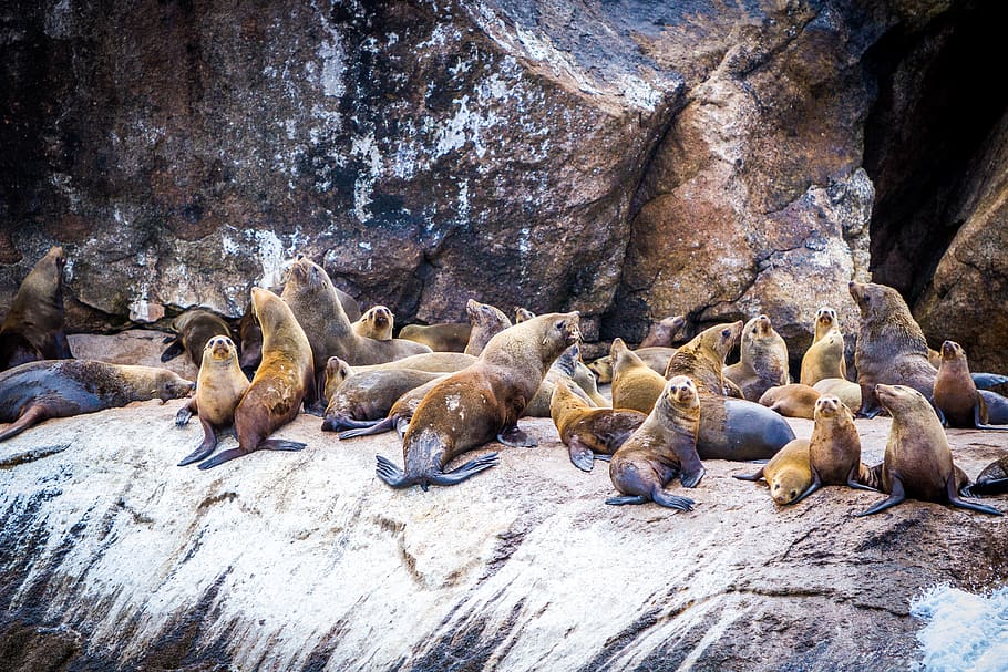 Group of Sea Lion, animal, beach, daylight, environment, frosty HD wallpaper