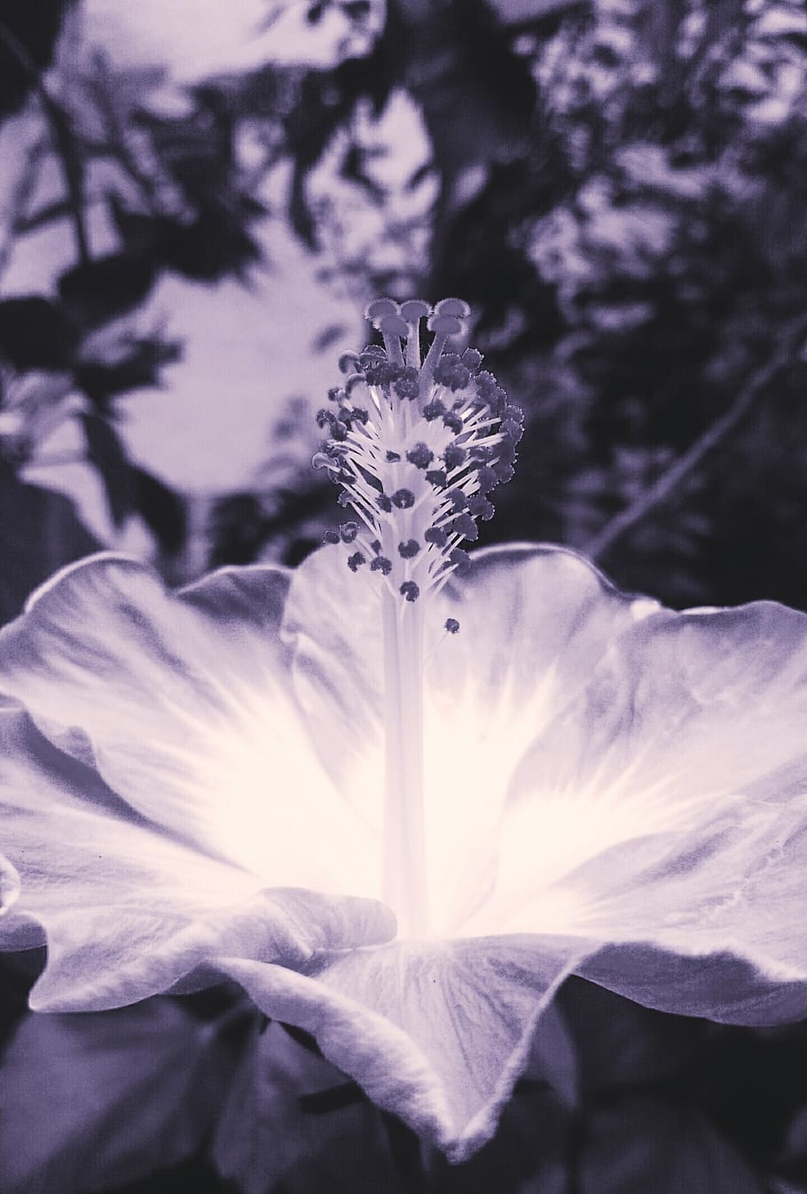 taiwan, dongxing park, fragility, flowering plant, vulnerability HD wallpaper