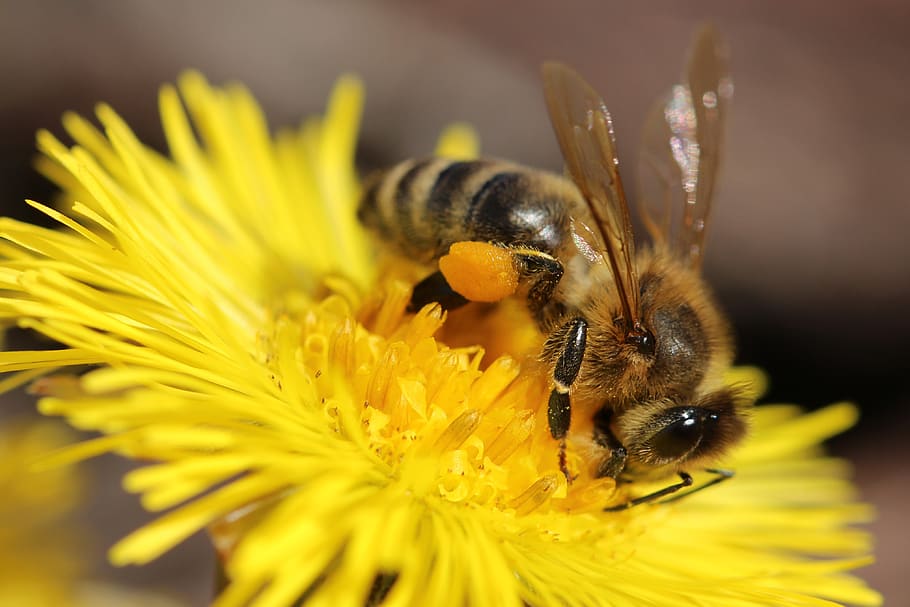 bee, flower, insect, bloom, nature, pollen, blossom, yellow HD wallpaper