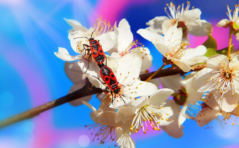 bugs, copulation, insects, flower, mirabelka, animals, nature HD wallpaper