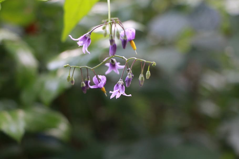 plant, purple, peaceful, spring, garden, flower, flowering plant HD wallpaper
