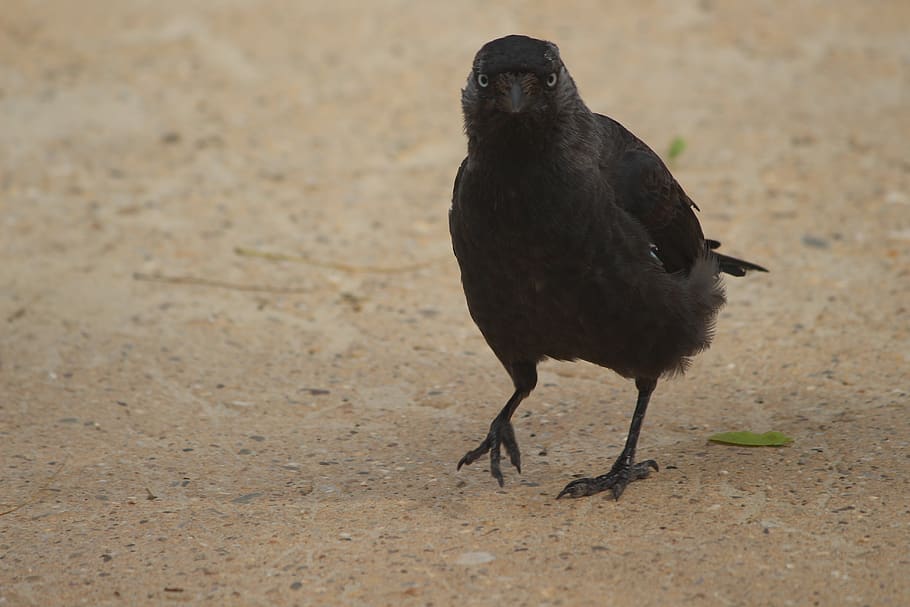 black, bird, raven, crow, animal, nature, wildlife, feather HD wallpaper