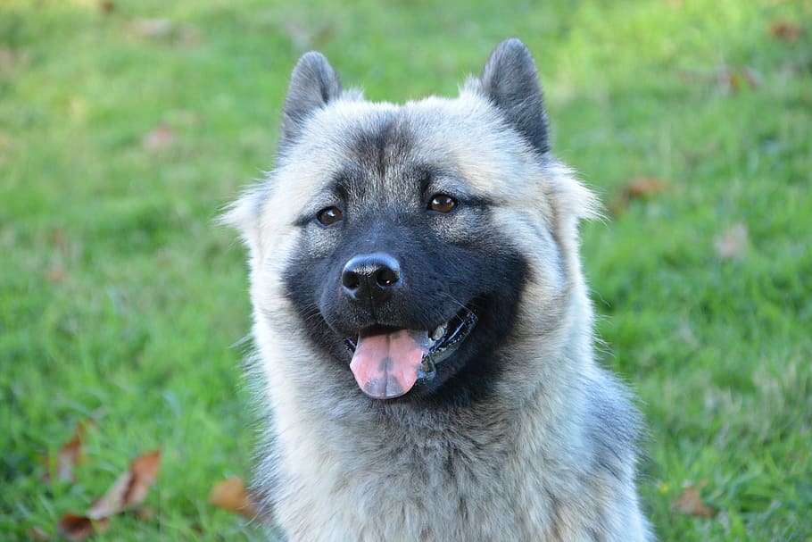 dog, bitch, eurasier, bitch nova, black mask, black muzzle, HD wallpaper
