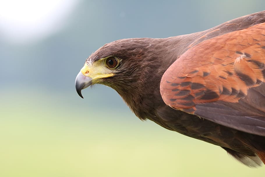 Brown Hawk on Focus Photo, animal, close-up, harris's hawk, macro HD wallpaper