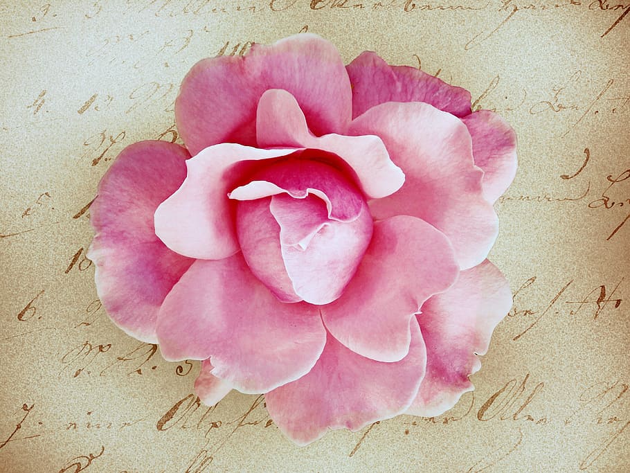 flower, fresh, freshness, ping, nature, beauty in nature, flowering plant HD wallpaper