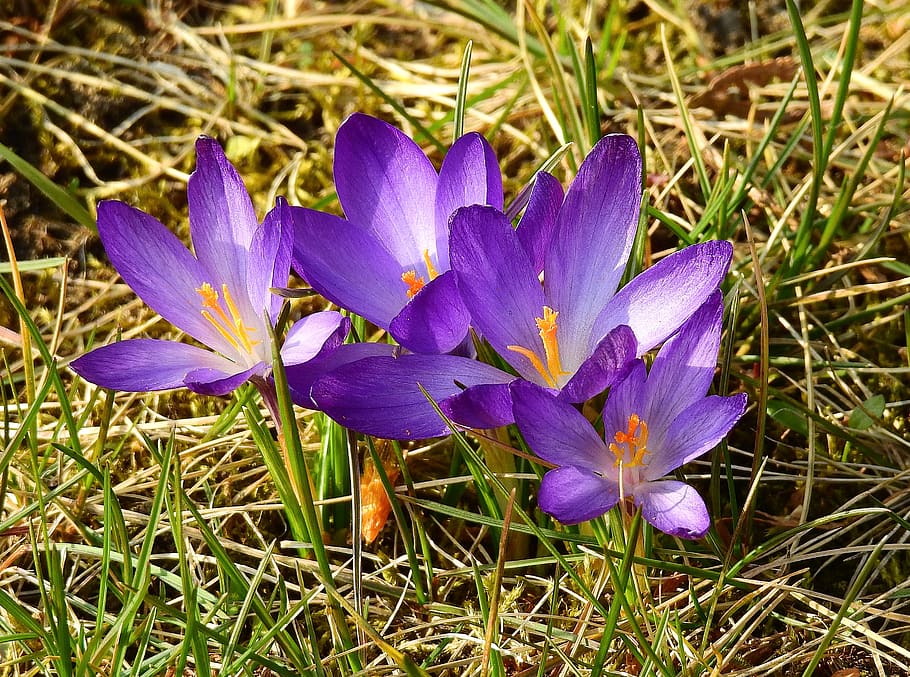 nature, flower, plant, crocus, beautiful, flowering plant, purple HD wallpaper