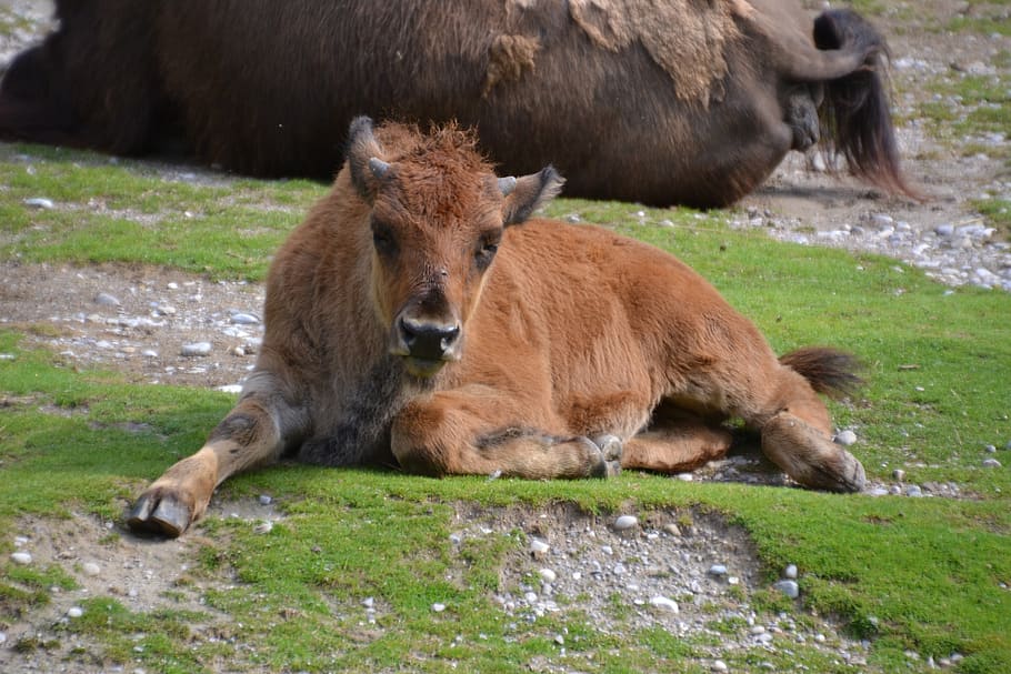 bison, buffalo, animal, beef, wild, bison-buffalo, young animal HD wallpaper