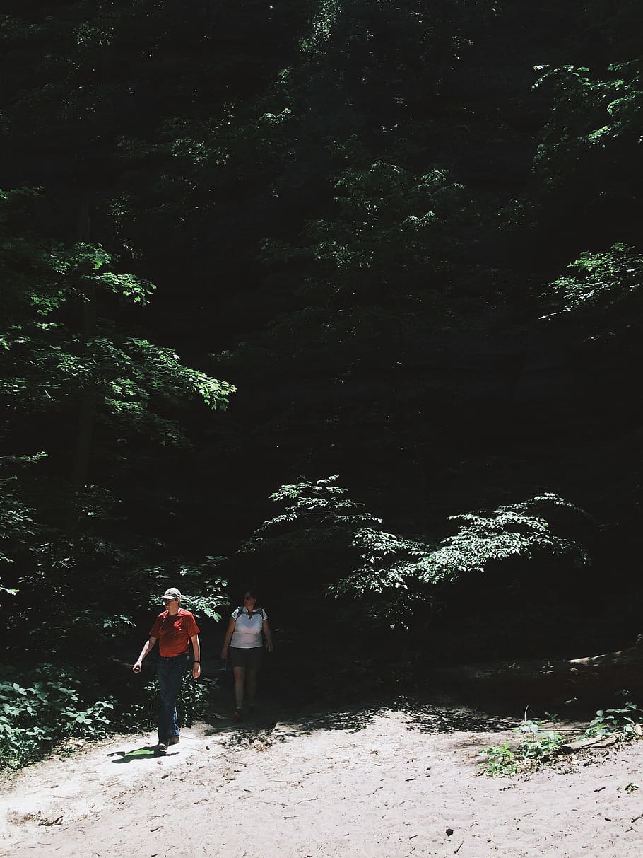 trees, hike, outdoors, woods, greenery, shadow, rear view, plant HD wallpaper