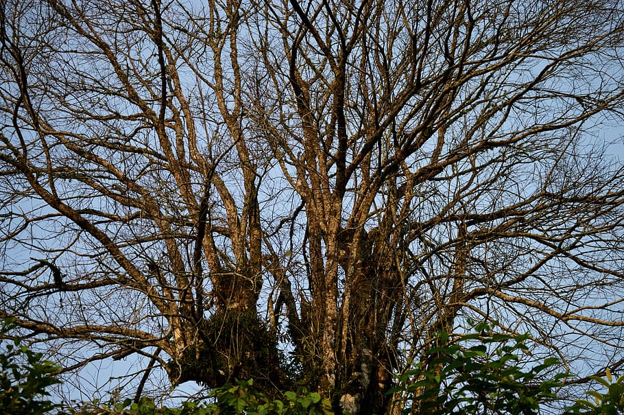 tree, wood, nature, background, branch, dry, silhouette, forest HD wallpaper