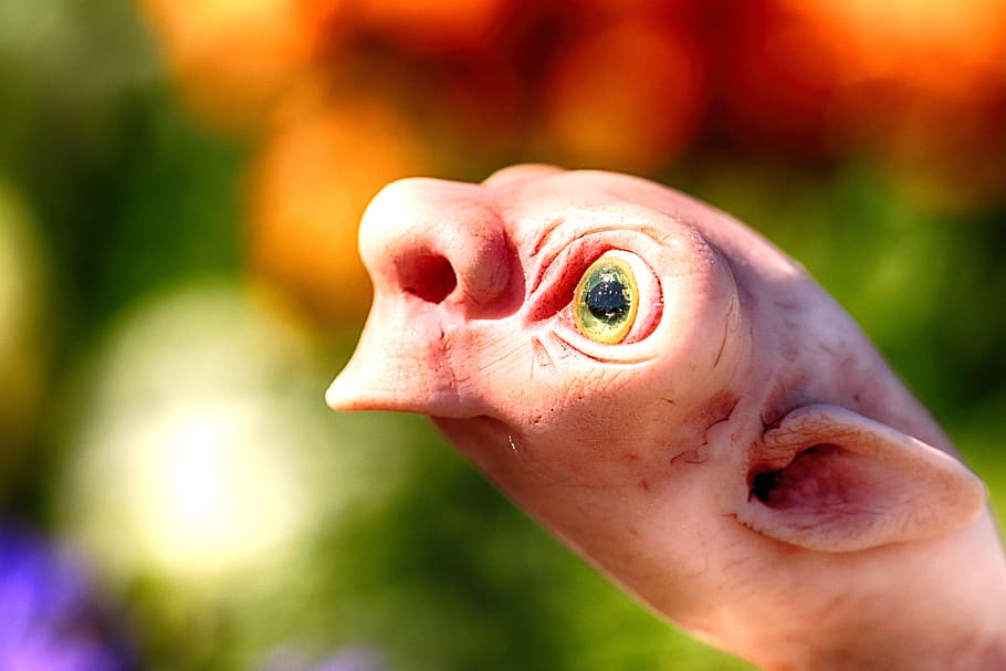 figurine, toy, figure, small, close-up, one animal, focus on foreground HD wallpaper