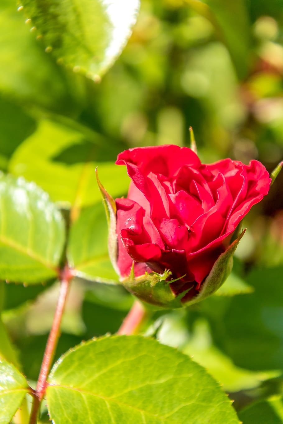 rose, red, flower, blossom, bloom, plant, love, nature, romantic HD wallpaper