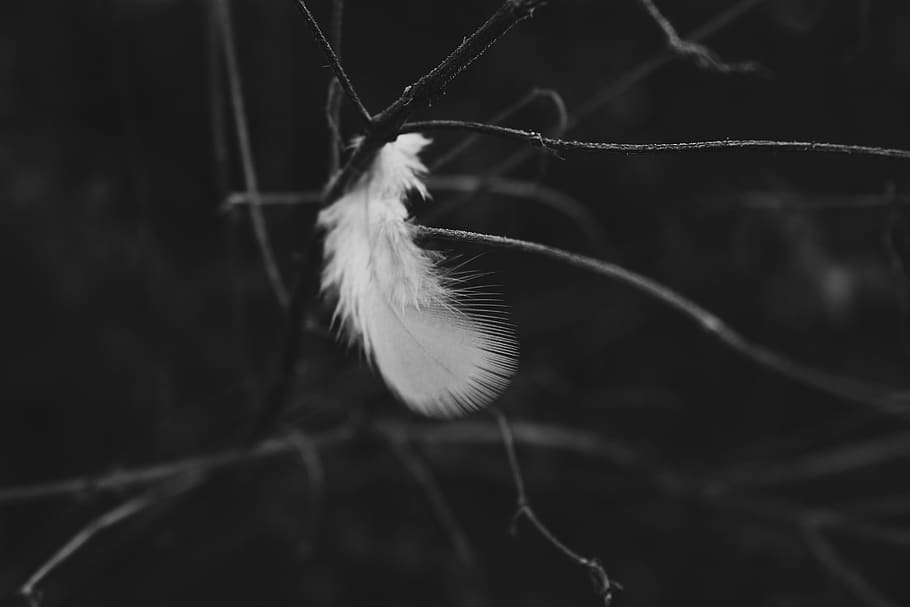 feather on tree branch, close-up, no people, fragility, focus on foreground HD wallpaper