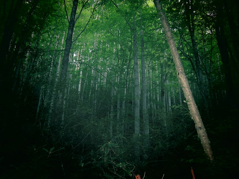 trees, nature, forest, plant, land, growth, tranquility, beauty in nature HD wallpaper