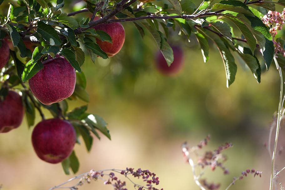 iran, firuzkuh, apple tree, firoozhooh, firuz kooh, trees, apple picking, HD wallpaper
