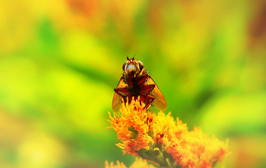 animal themes, invertebrate, animal wildlife, animals in the wild HD wallpaper