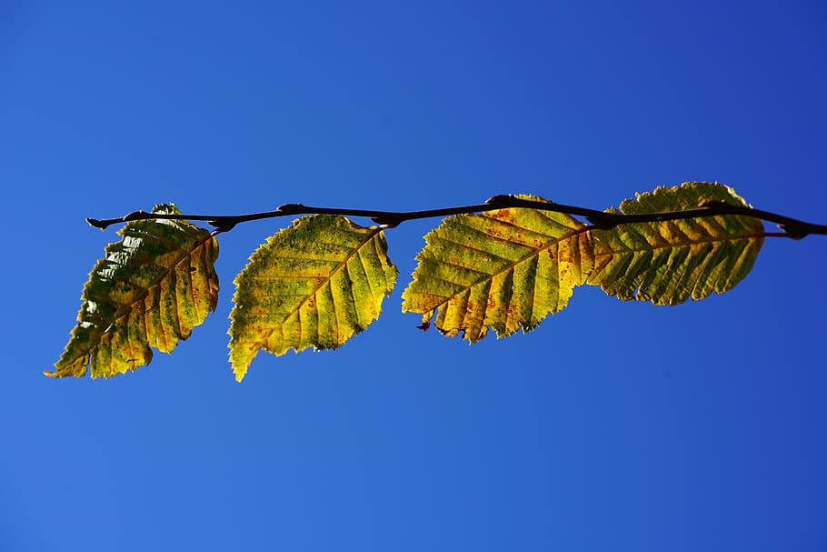 leaves, fall color, fall foliage, autumn colours, hornbeam leaves, HD wallpaper