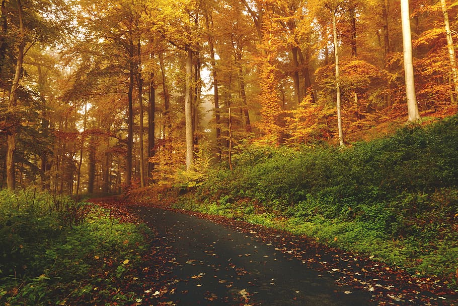 empty road between trees on forest, plant, land, autumn, beauty in nature HD wallpaper