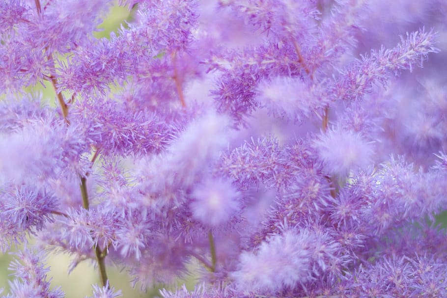 flower, flowering plant, freshness, beauty in nature, growth HD wallpaper