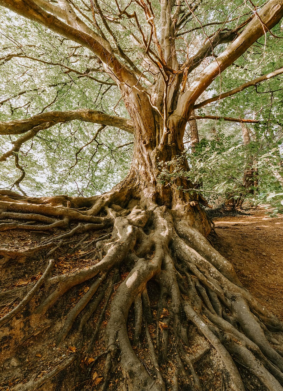 green tree during daytime, tree trunk, plant, branch, forest HD wallpaper