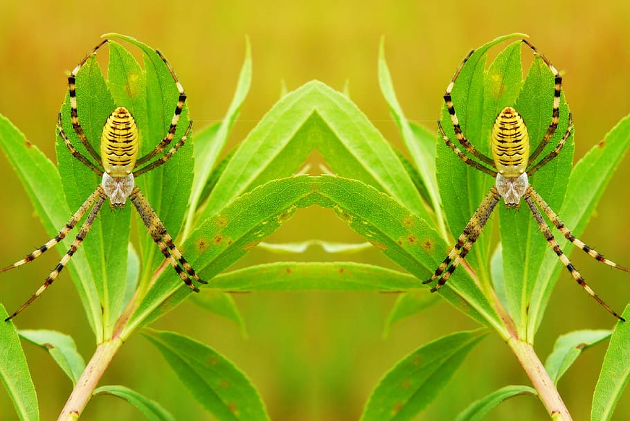 tygrzyk paskowany, arachnid, insect, animals, nature, at the court of HD wallpaper