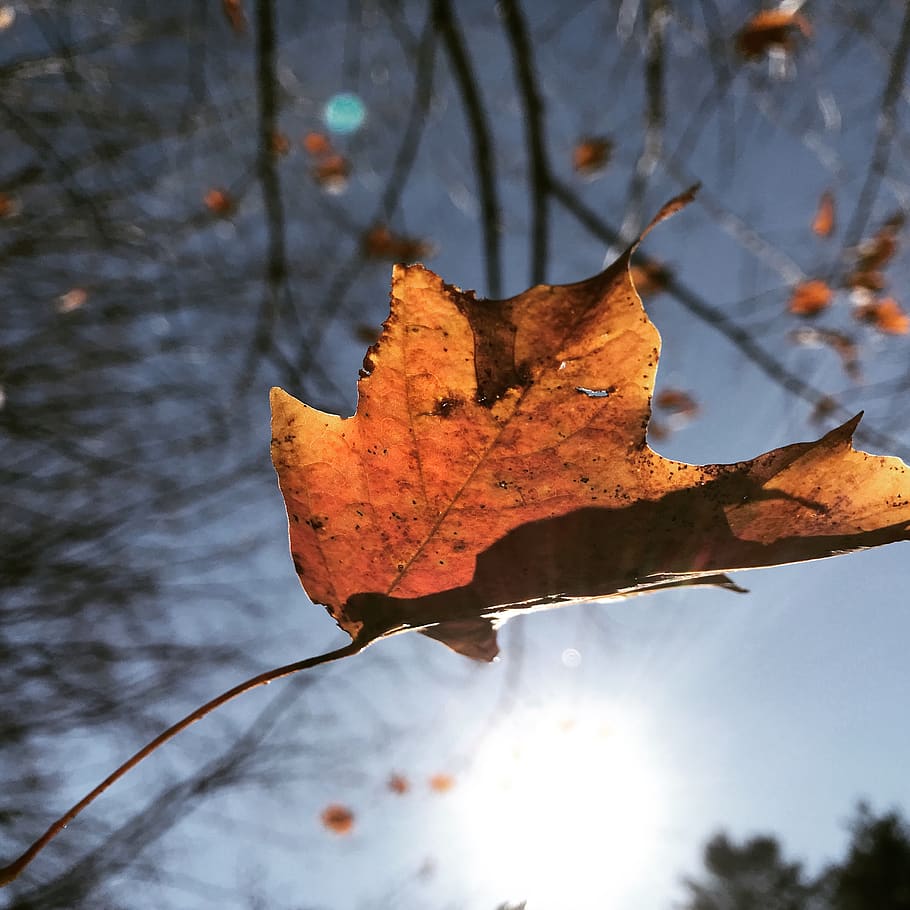 united states, willimantic, autumn, leaf, forest, tree, fall HD wallpaper