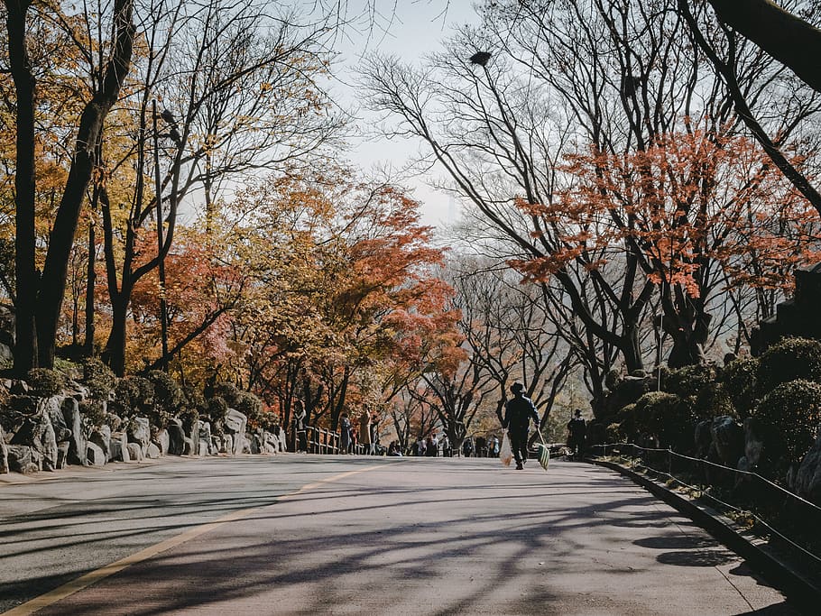 Photo of Person Walking on the Road, branches, day, daylight HD wallpaper