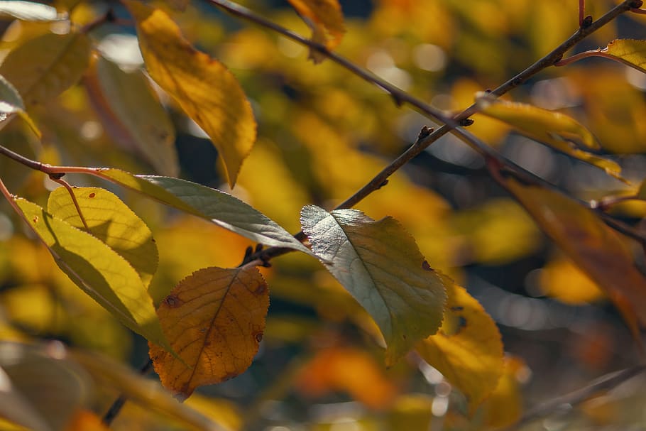 leaf, leaves, branch, dry, autumn, plant part, close-up, nature HD wallpaper