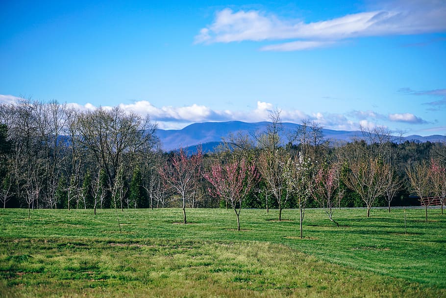 Spring Season, plant, sky, beauty in nature, tree, scenics - nature HD wallpaper