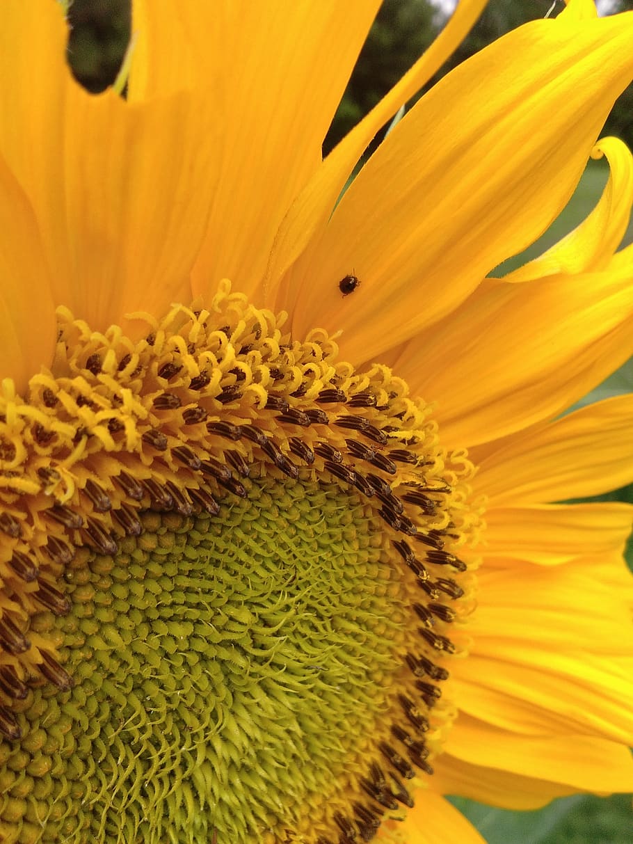 sunflower, yellow, flowering plant, fragility, petal, vulnerability HD wallpaper