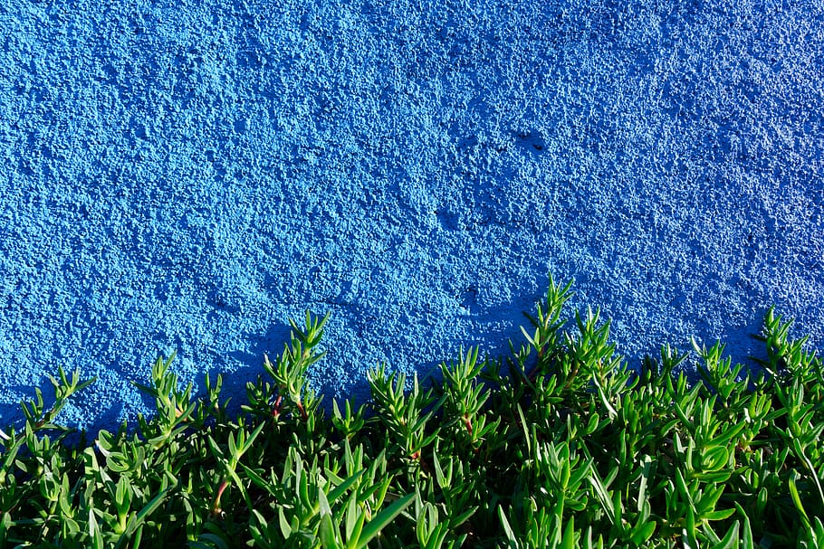 green succulent plants, blue, growth, beauty in nature, no people HD wallpaper