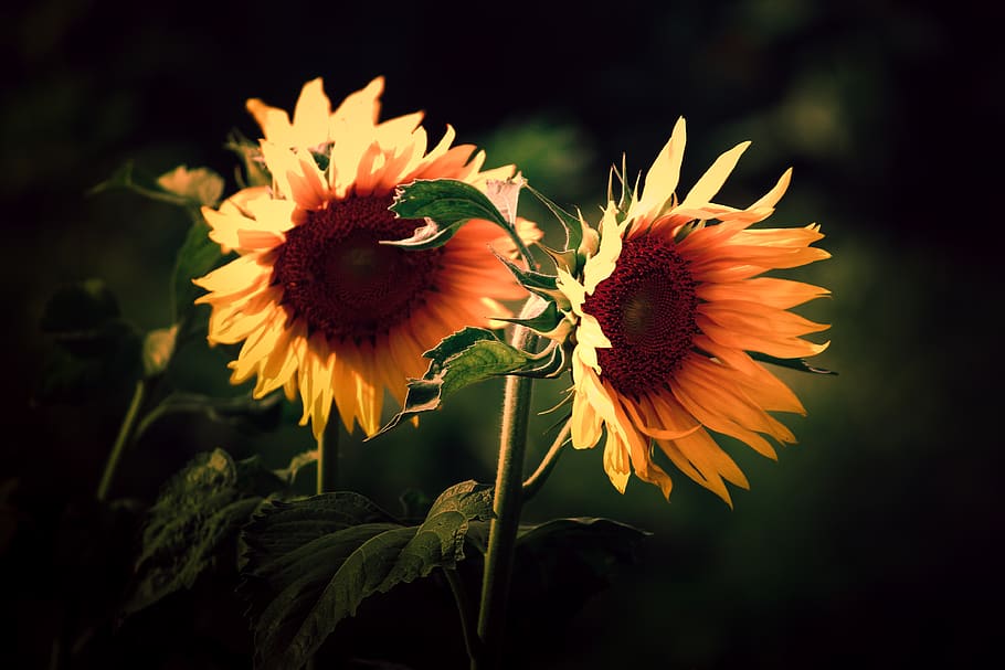 sunflowers, flowering plant, petal, freshness, beauty in nature HD wallpaper